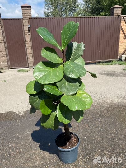 Фикус лирата дерево