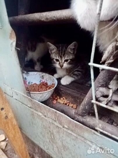 Котята ищут дом