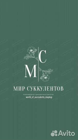 Суккуленты композиции