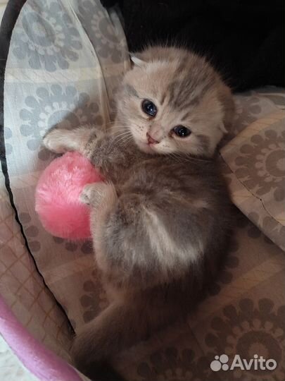Шотландские котята