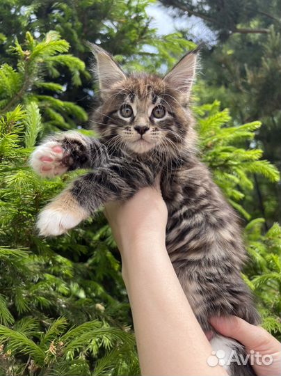 Котята мейн-кун