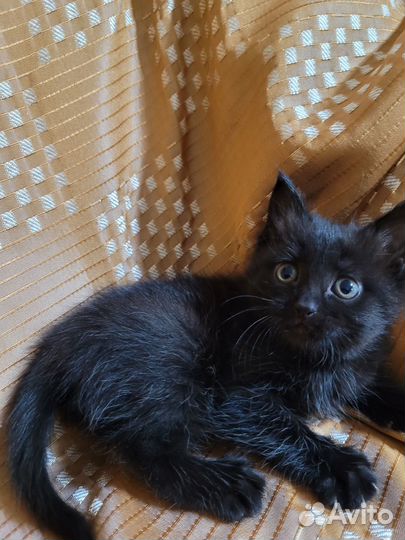 Отдам кошечку 1 месяц, к лотку приучена