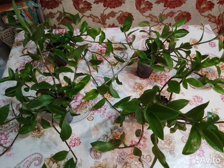 Традесканция