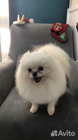 Груминг собак