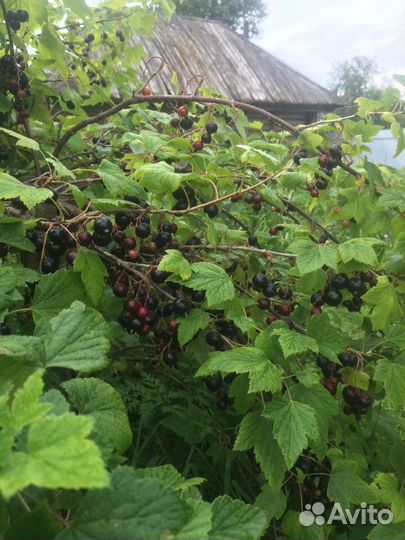 Саженцы чёрной смородины 