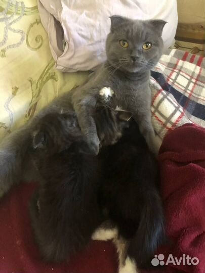 Котята
