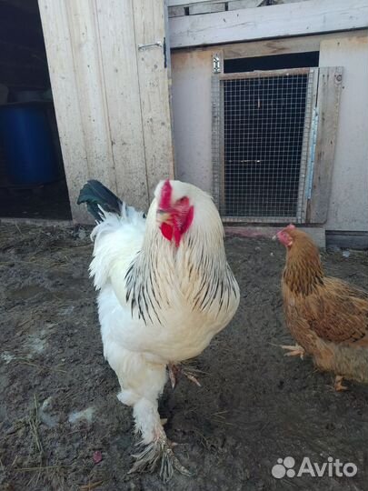 Петух брама