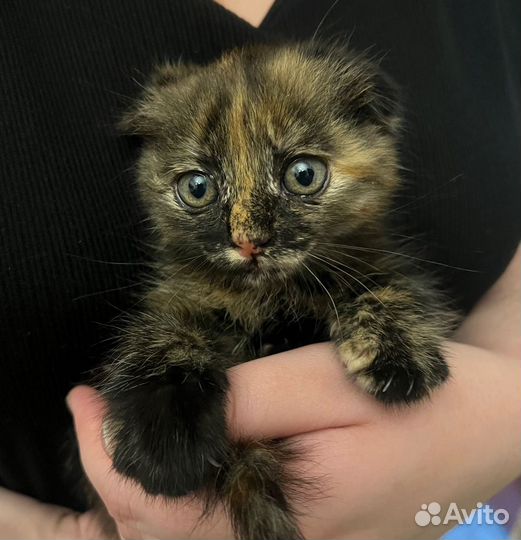 Найдена кошка