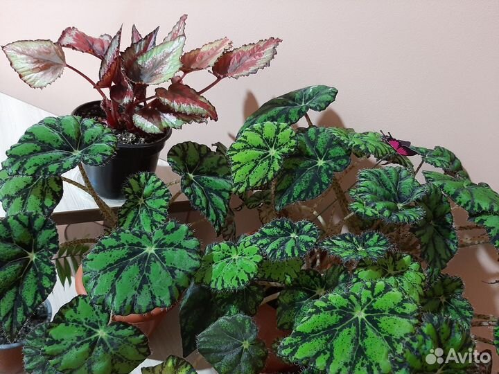 Бегонии сортовые