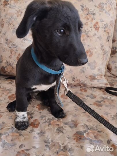 Щенок в добрые руки