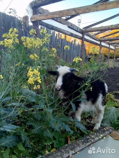 Продам барана