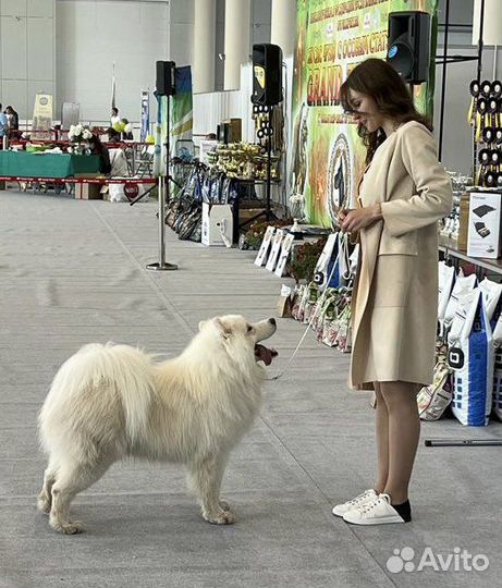 Хендлер, подготовлю вашу собаку к выставке