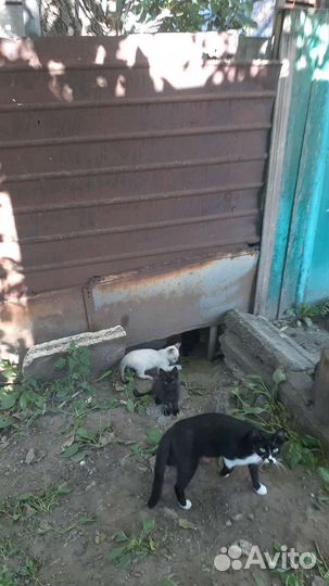 Котята новая порода