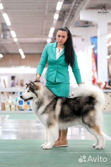 Хендлер Ростов на Дону