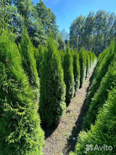 Туя Смарагд