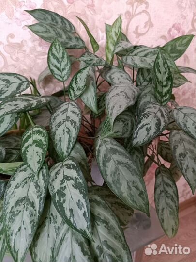 Аглаонема цветок