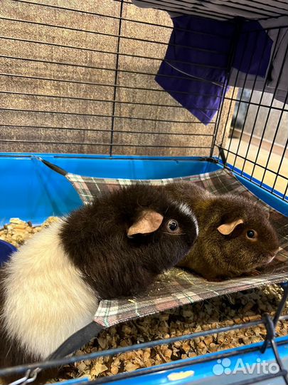 Морские свинки Американские тедди