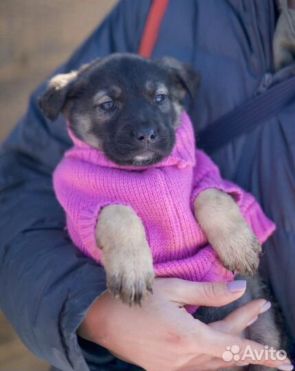 Щенки из приюта очень ждут своего человека