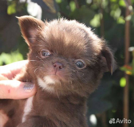 Продажа щенков чихуахуа