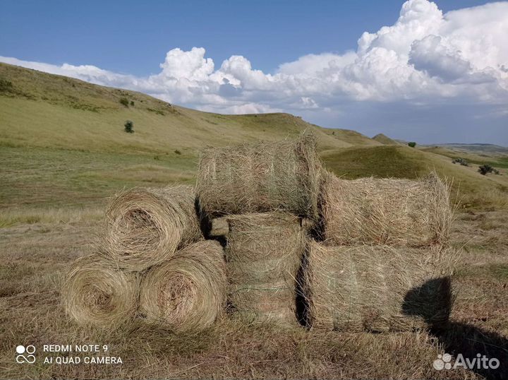 Сено луговое