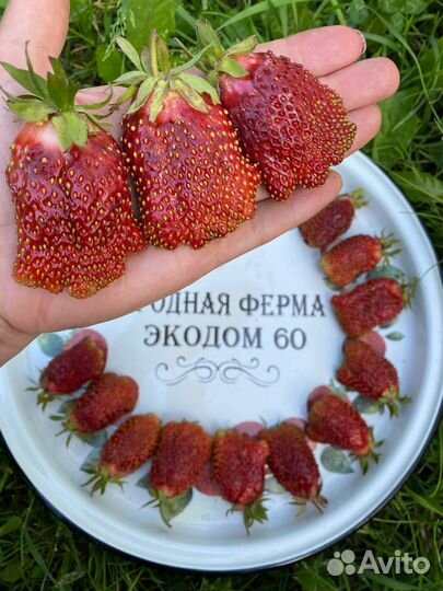 Саженцы клубники Купчиха