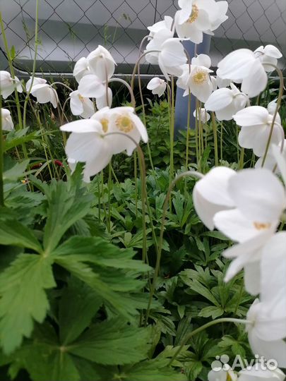 Садовые цветы