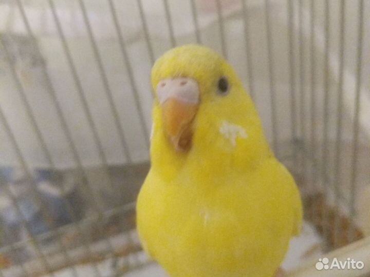 Птенцы волнистый попугай