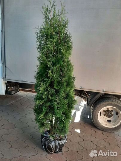 Туя-Пирамидальная