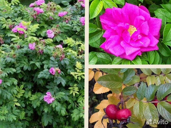 Роза морщинолистная