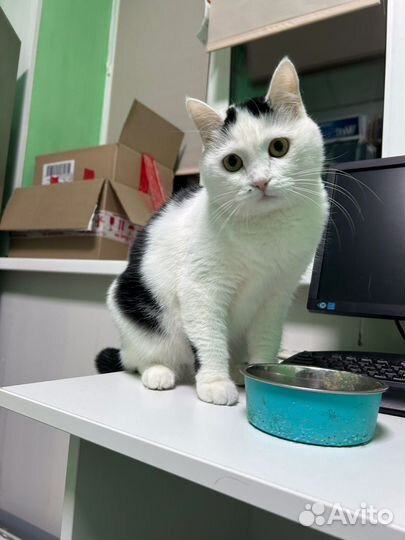 Кошки в добрые руки