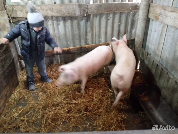 Хряк матка поросята