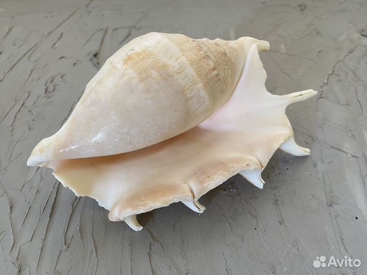 Морские ракушки раковины