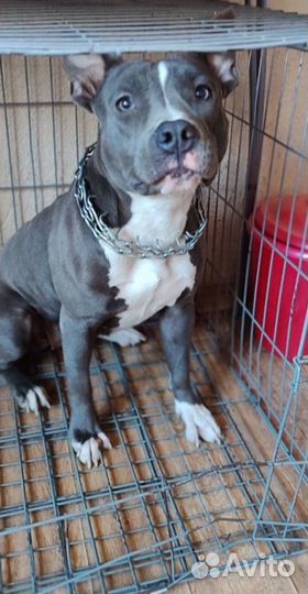 Стаффордширский терьер