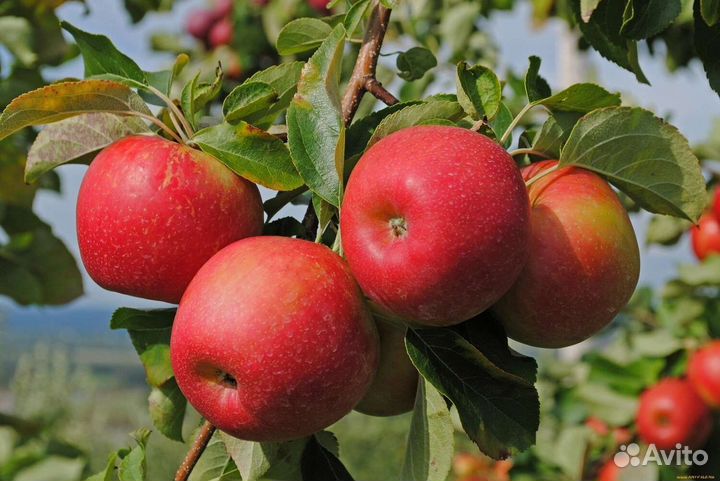 Яблони с закрытой корневой
