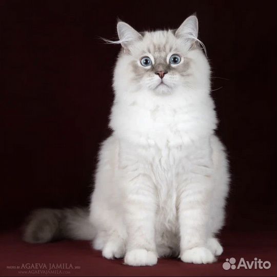 Рэгдолл Десктер