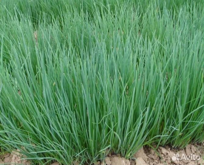 Многолетний лук, 2 сорта