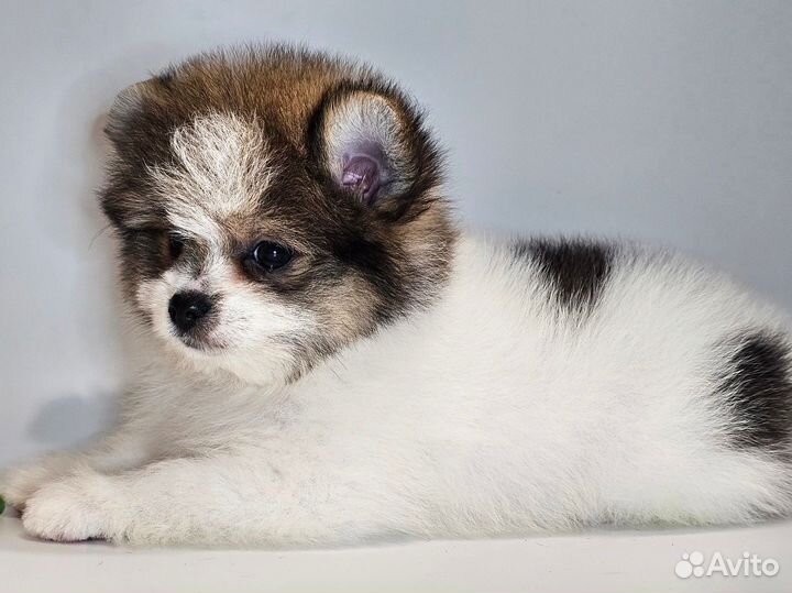 Шпицедетки