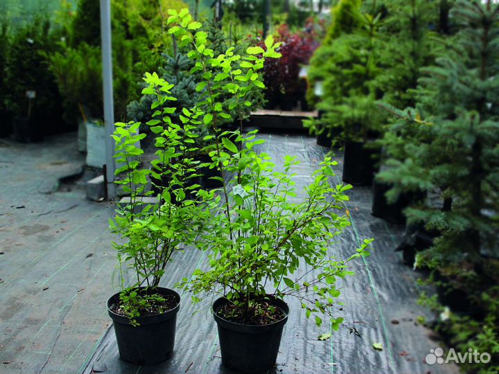 Спирея вангутта 30-50 см, с3