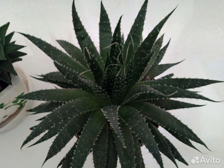 Суккуленты