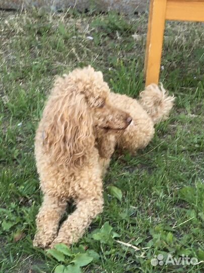 Вязка собак