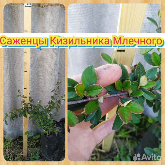 Саженцы декоративных деревьев и кустарников