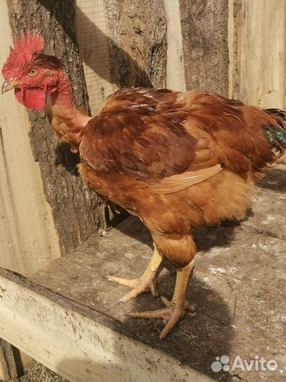 Молодые петухи