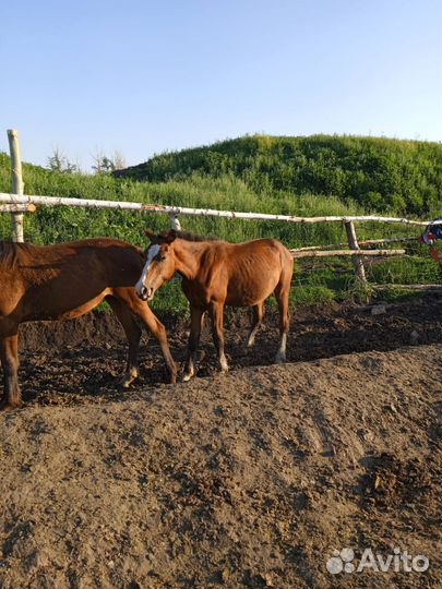 Лошади жеребята