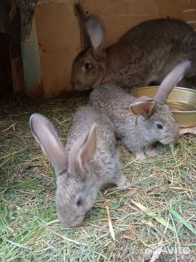 Кролики разных пород