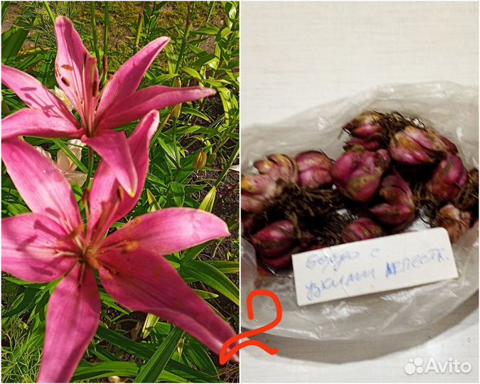 Лилии луковицы