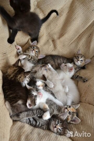 Котята 1,5 месяца
