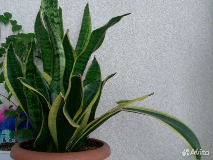 Сансевиерия, фикус