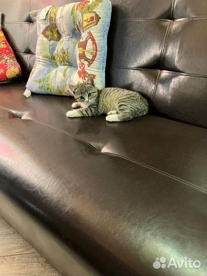 Котики бесплатно в добрые руки