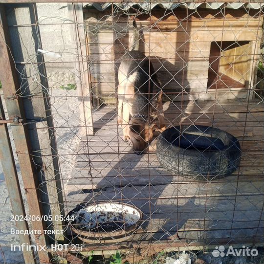 Собака только в добрые руки отдам бесплатно