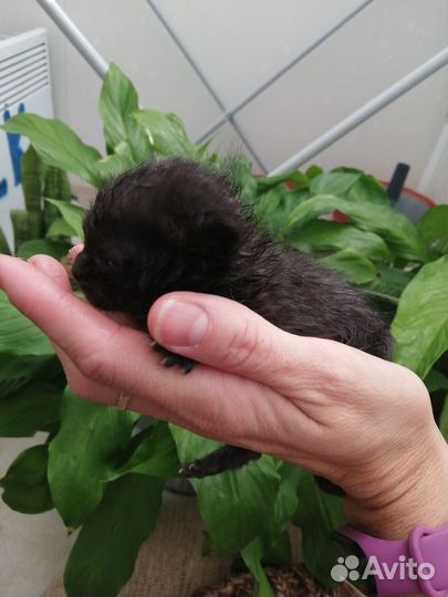 В дар. Спасите крошку